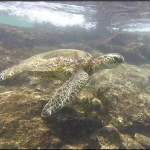 Meet your Posher, Ava